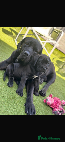 Cane Corso dogs 1000black big chunky cane corso for sale !! in Bristol - Advert 2