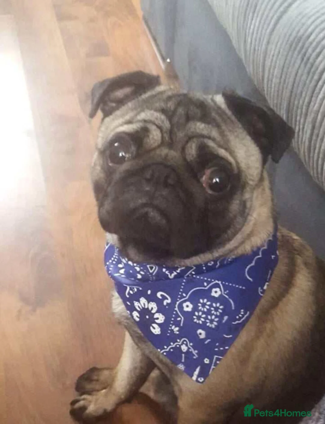 Pug dogs for stud: pug for stud in Preston - Advert 4