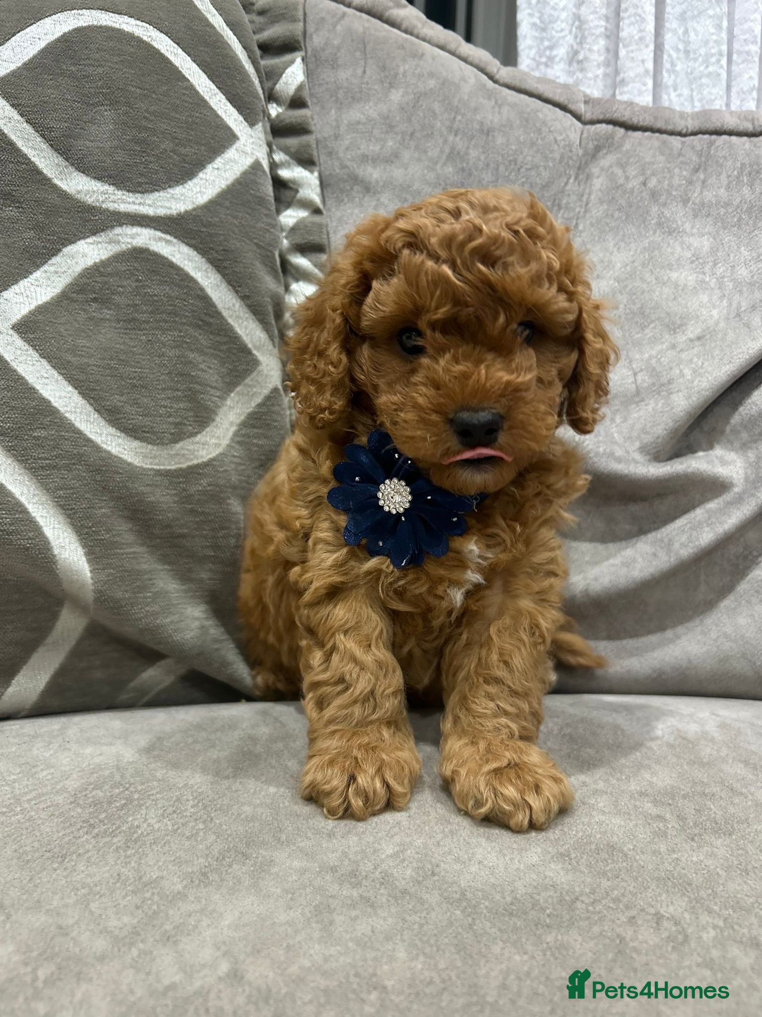 Cavapoo dogs F1b cavapoo puppies - Advert 12