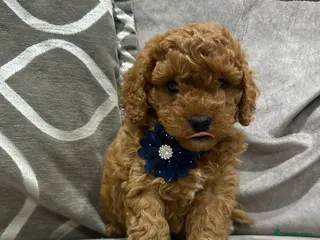 Cavapoo dogs F1b cavapoo puppies - Advert 12