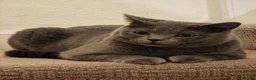 British Shorthair cats for sale: 🐾 4 British Blue kittens  🐾 - Advert 21