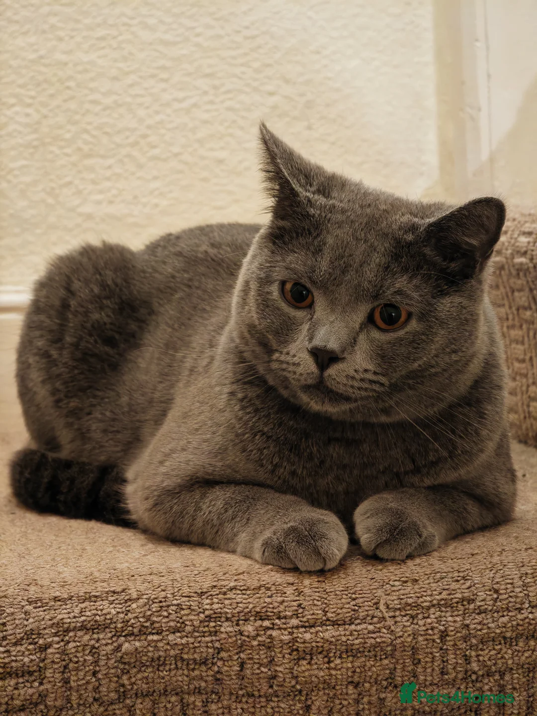 British Shorthair cats for sale: 🐾 4 British Blue kittens  🐾 - Advert 21
