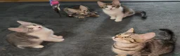 Mixed Breed cats for sale: Beautiful Bengal x Domestic Short Hair Kittens 🐾 - Advert 4
