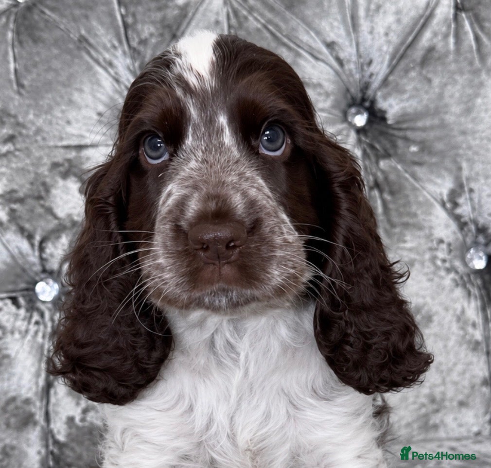 Cocker Spaniel dogs 🐾READY 30/09 KC Show Cocker Spaniels available 🐾 - Advert 1
