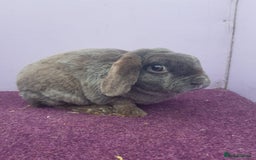 Mini Lop rabbits for sale: Baby miniture plush lops  - Image 4