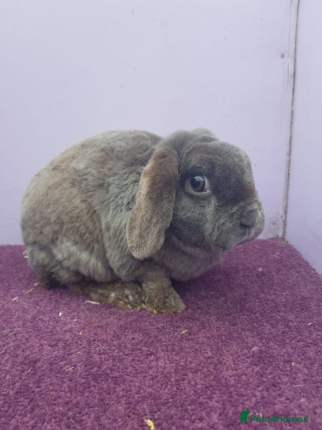 Mini Lop rabbits for sale: Baby miniture plush lops  - Image 4