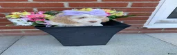Cockapoo dogs for sale: Beautiful cockapoo  puppies - Advert 6