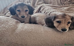 Dachshund dogs for sale: Miniature dachshunds - Image 31