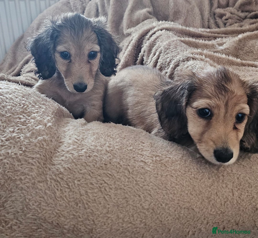 Dachshund dogs for sale: Miniature dachshunds - Image 31