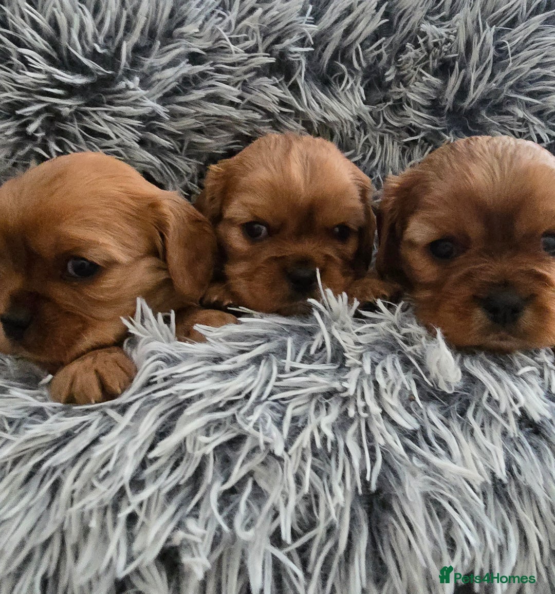 Cavalier King Charles Spaniel dogs for sale: Beautiful Cavalier King Charles Puppies  - Advert 8