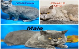 British Shorthair cats for sale: British shorthair male and 2 female 🩵💠🖤 - Image 1