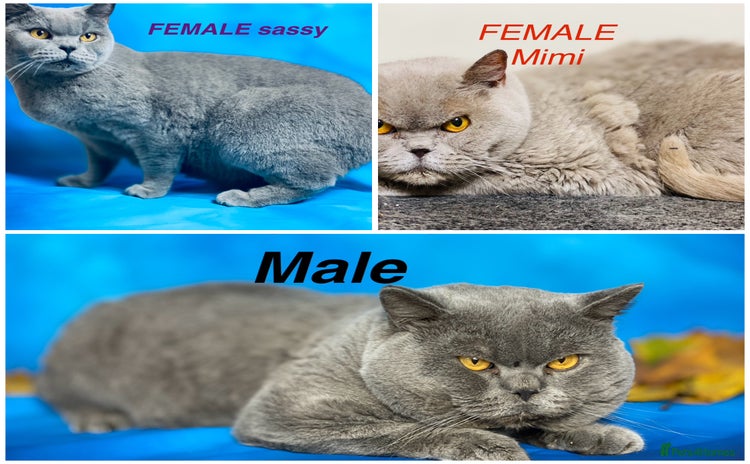 British Shorthair cats - Advert 5