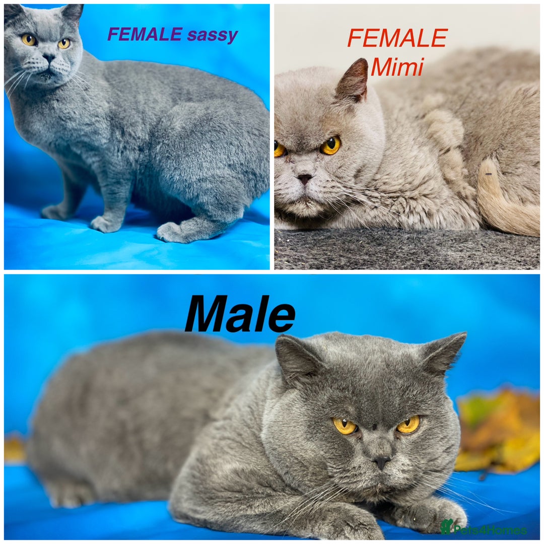 British Shorthair cats for sale: British shorthair male and 2 female 🩵💠🖤 - Image 1