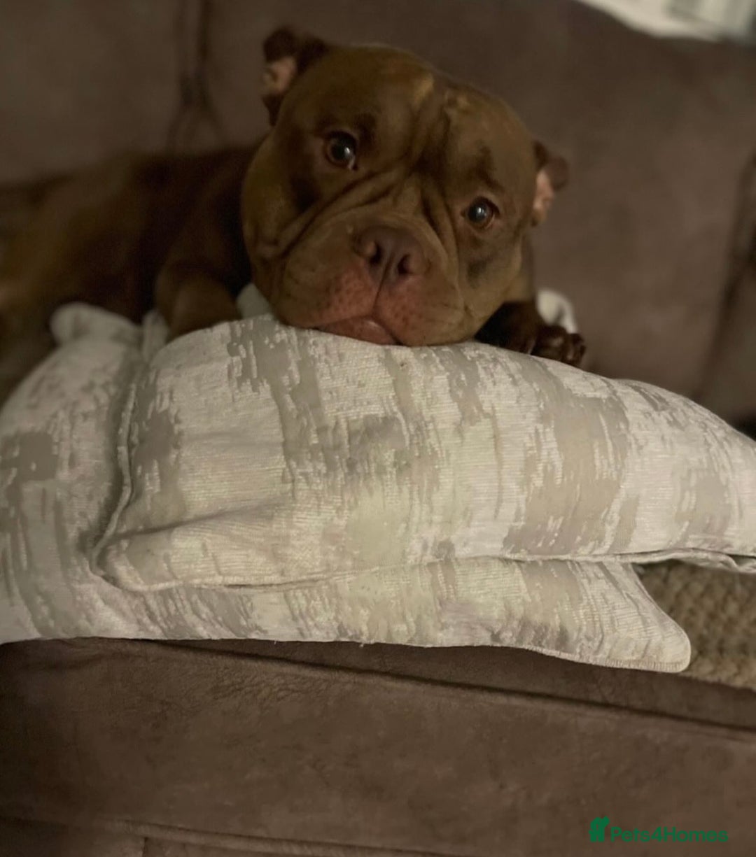 American Bully dogs for sale: Spayed Beautiful Pocket bully girl - Advert 1