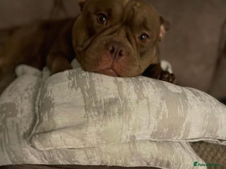 American Bully dogs Spayed Beautiful Pocket bully girl - Advert 1