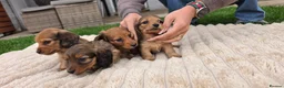 Miniature Dachshund dogs for sale: Miniature longhaired dachshund shaded cream girls in Cambridge - Advert 18