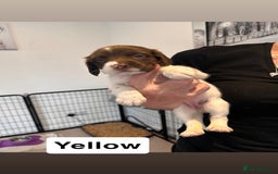 English Springer Spaniel dogs for sale: 2 GIRLS LEFT - English Springer Spaniel Puppies - Image 13