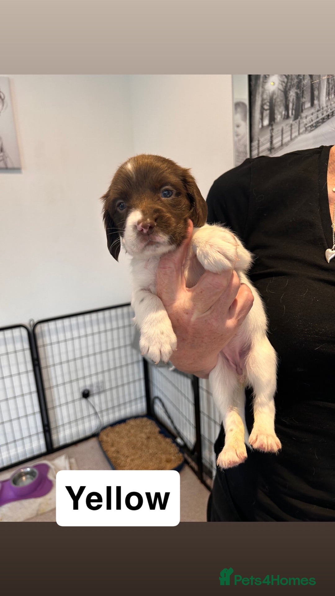 English Springer Spaniel dogs for sale: 2 GIRLS LEFT - English Springer Spaniel Puppies - Image 13