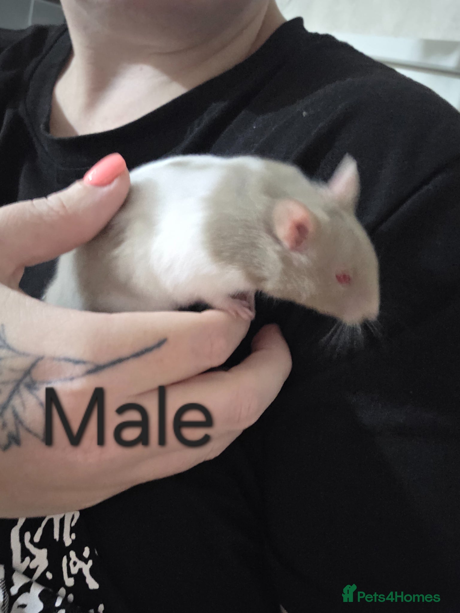 Hamster rodents Syrian hamsters various colours 1 male 3 female - Advert 11