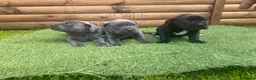 Cane Corso dogs for sale: Cane corso puppies top import bloodLines - Advert 1
