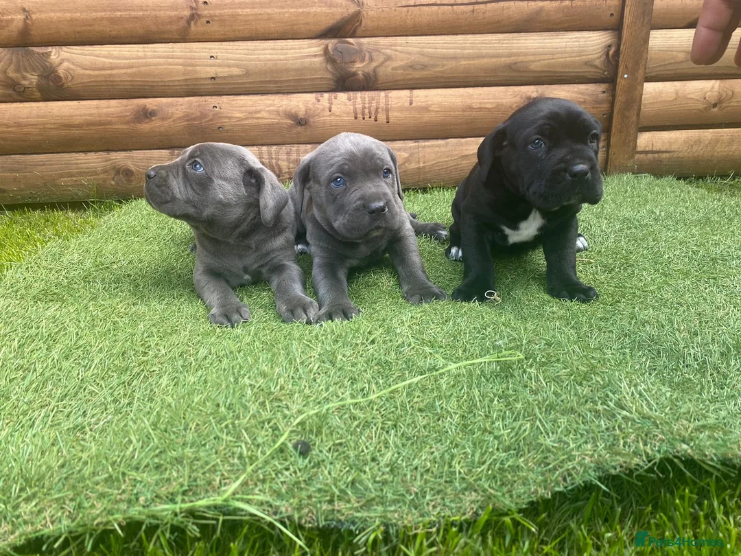 Cane Corso dogs for sale: Cane corso puppies top import bloodLines - Advert 1