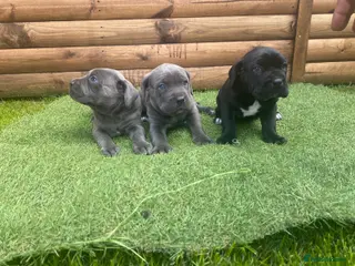 Cane Corso dogs Cane corso puppies - Advert 18