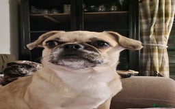 Puggle dogs for adoption: 💖🐶LOLA 2 -affectionate & sweet PugxFrenchie🐶💖 - Image 1