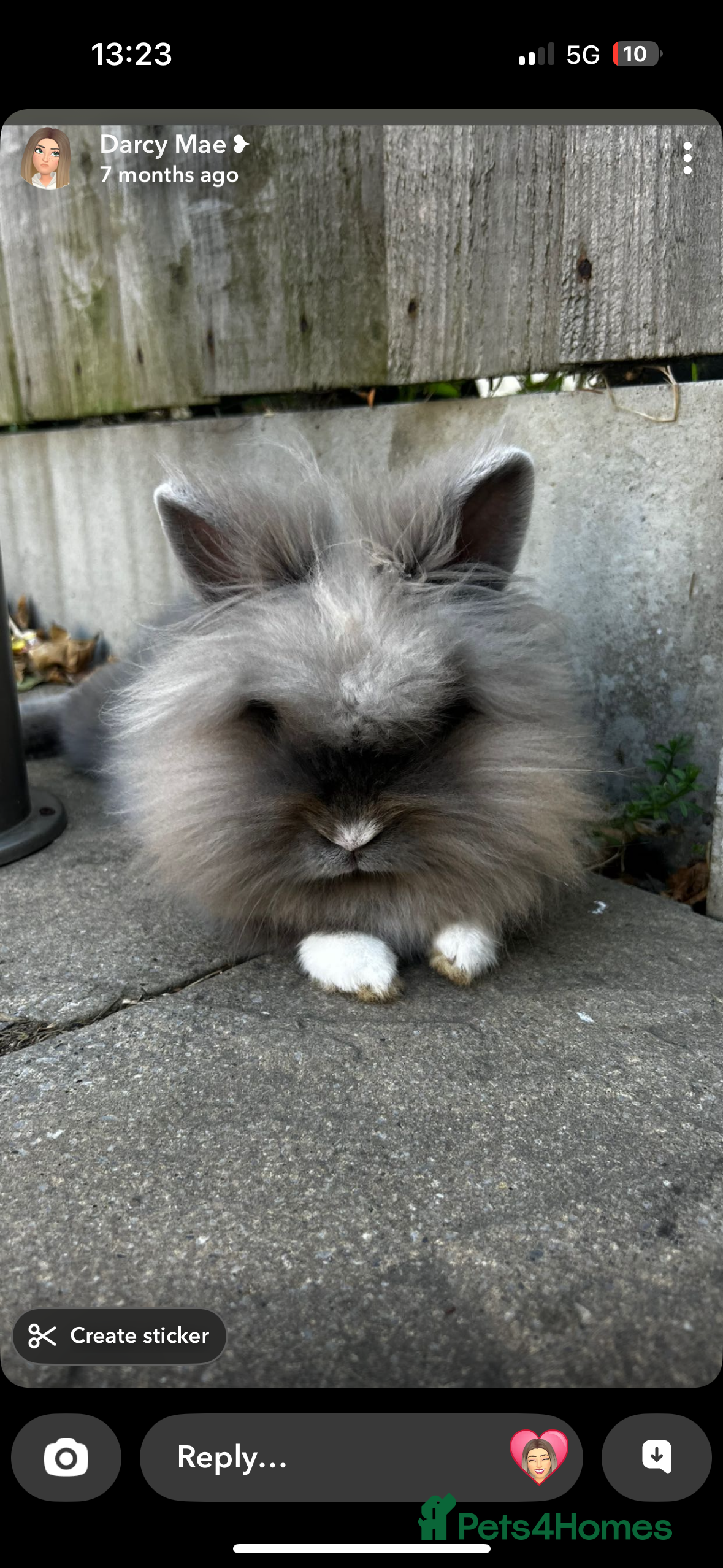 Lionhead rabbits Female lion head 18 month old rabbit full set up - Advert 2