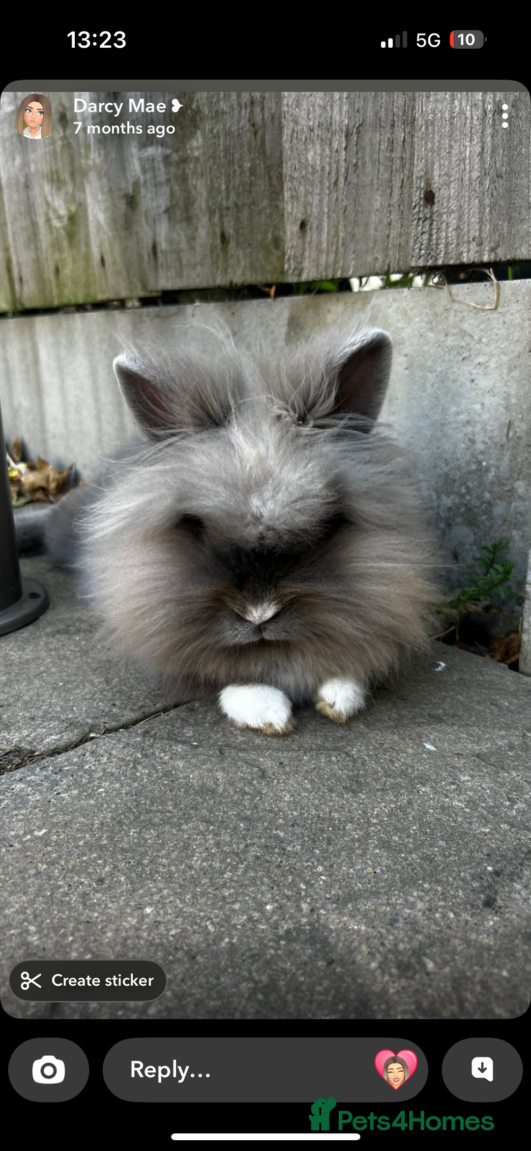 Lionhead rabbits for sale: Female lion head 18 month old rabbit full set up - Advert 1