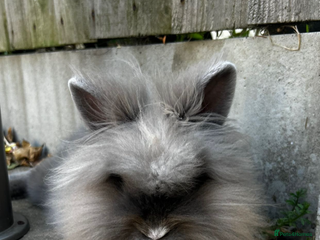 Lionhead rabbits Female lion head 18 month old rabbit full set up - Advert 17