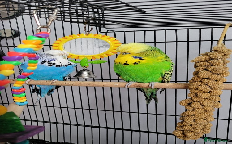 Lovebirds birds - Advert 1
