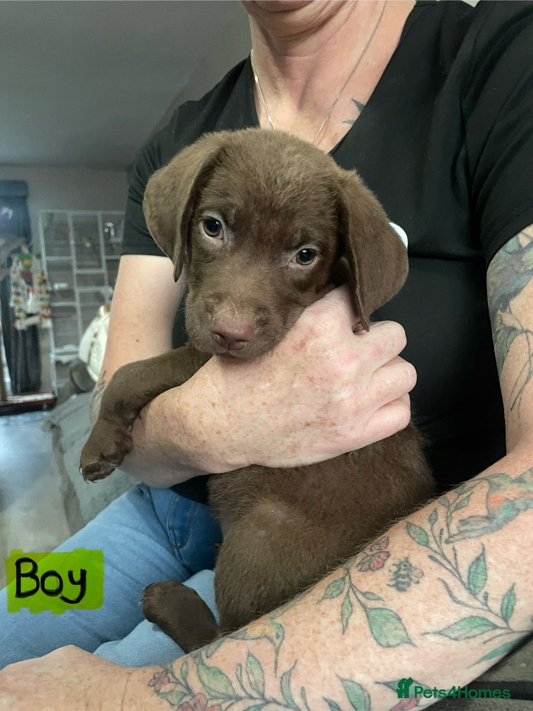 Mixed Breed dogs for sale: Chessadore Puppy’s  - Advert 4