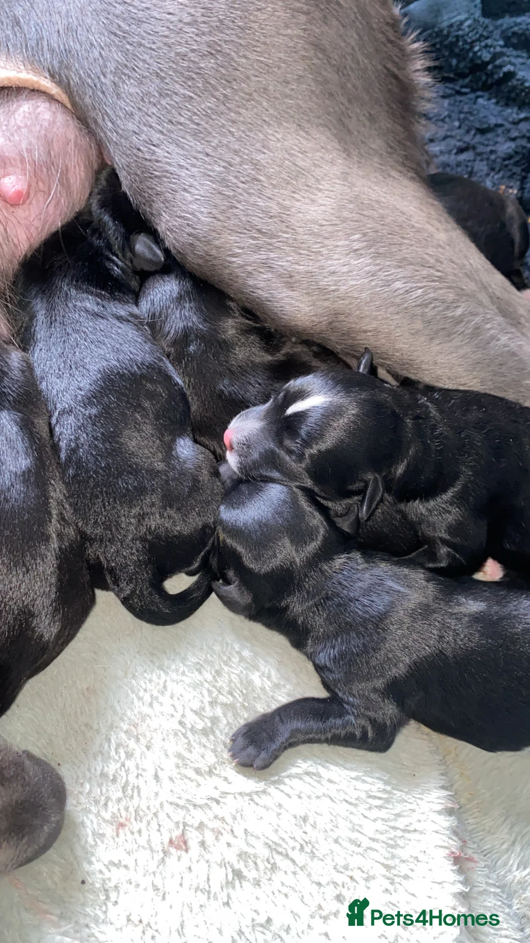 Mixed Breed dogs for sale: Whippet cross toy poodle   - Advert 1