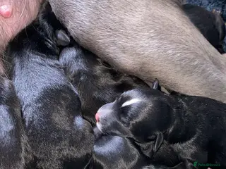 Mixed Breed dogs Whippet cross toy poodle - Advert 1