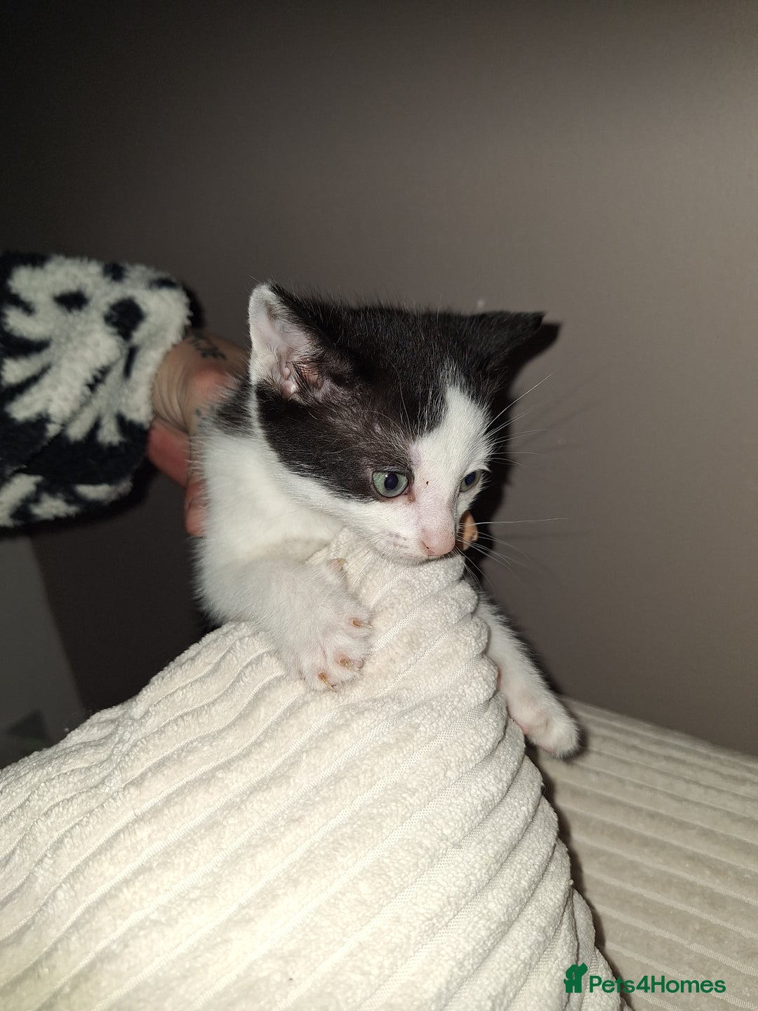 British Shorthair cats for sale: Cats Black & white kittens for sale  - Advert 3