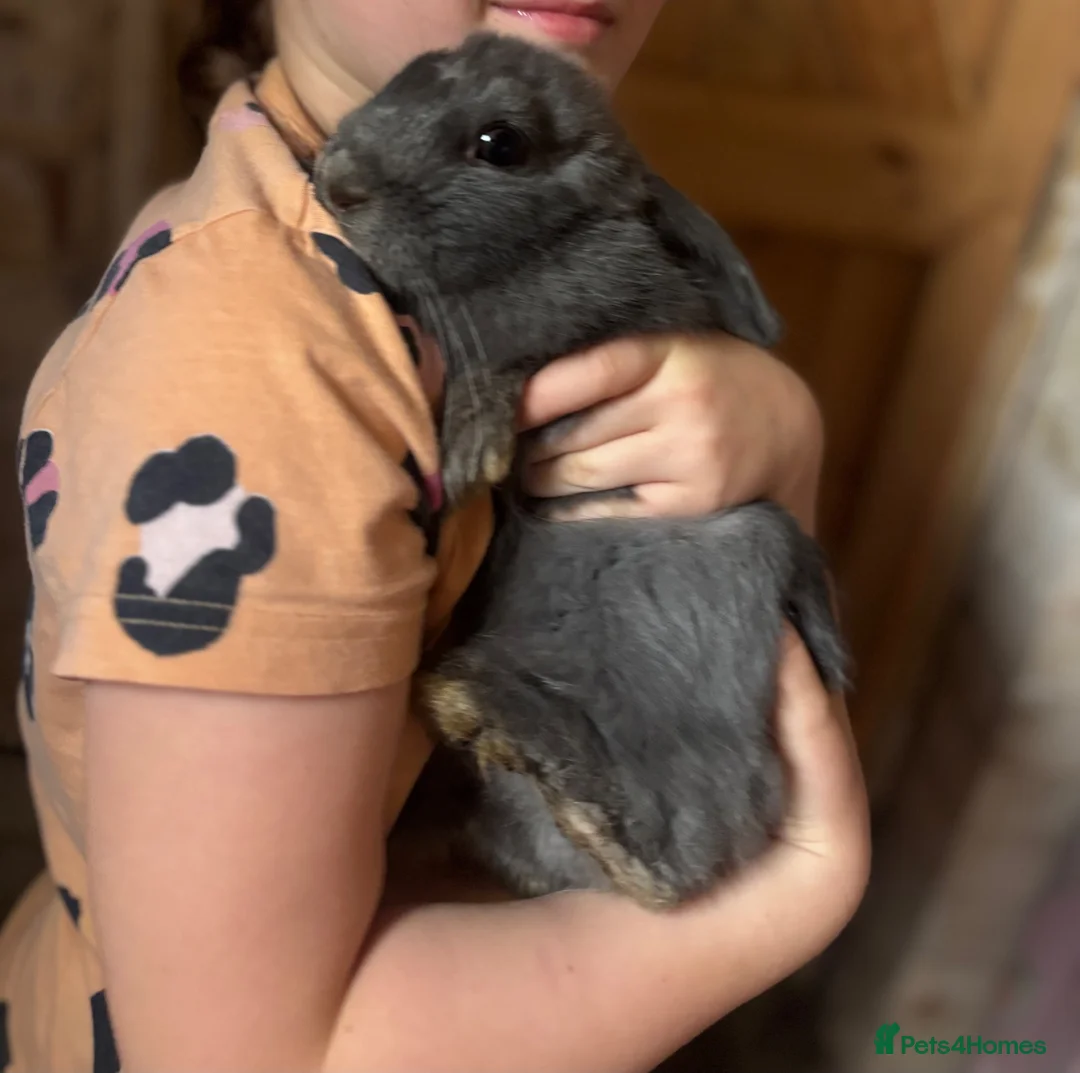 Mini Lop rabbits for sale: X2 rabbits  - Advert 2