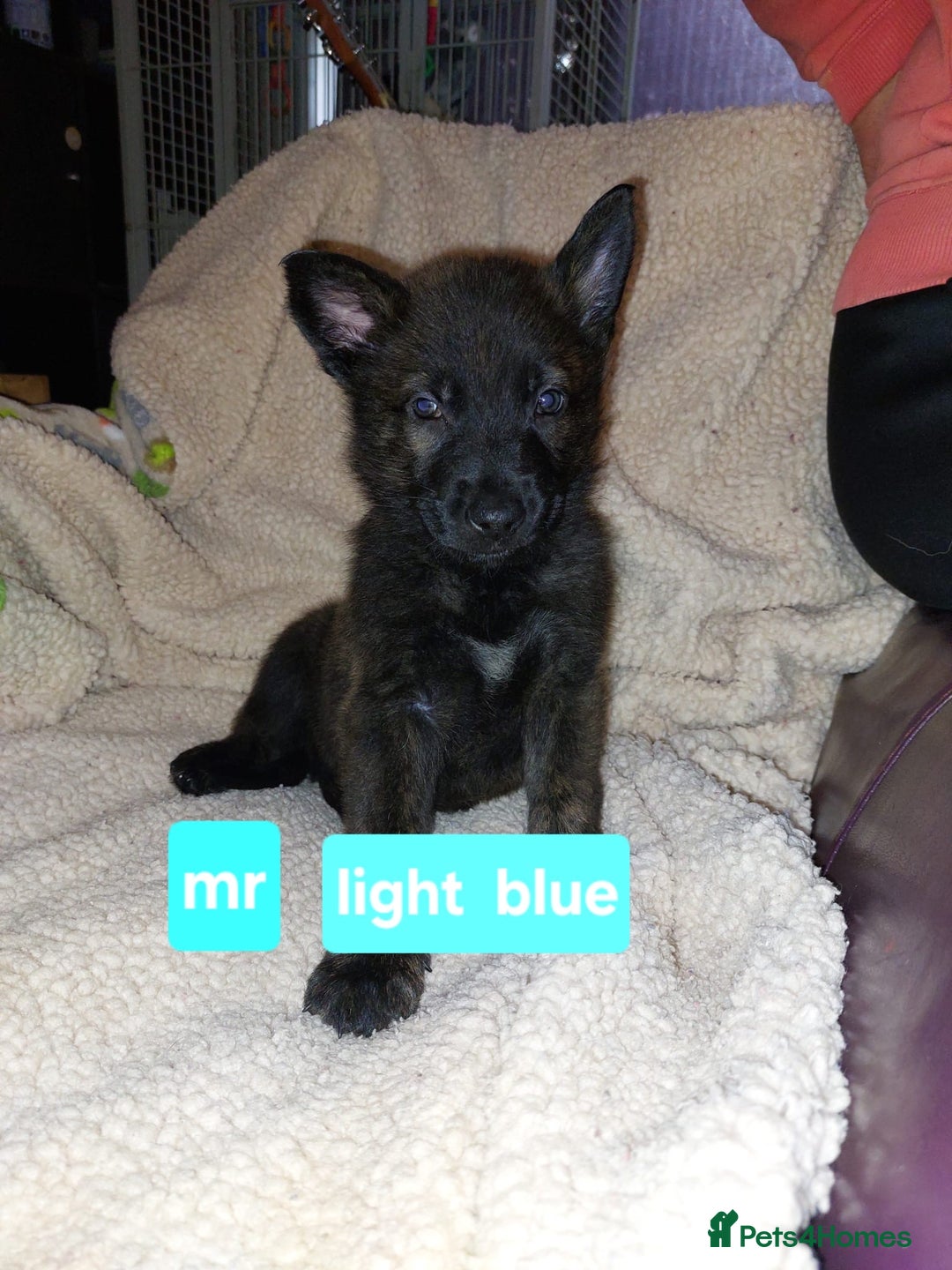 Mixed Breed dogs for sale: German shepherd pups - Advert 7