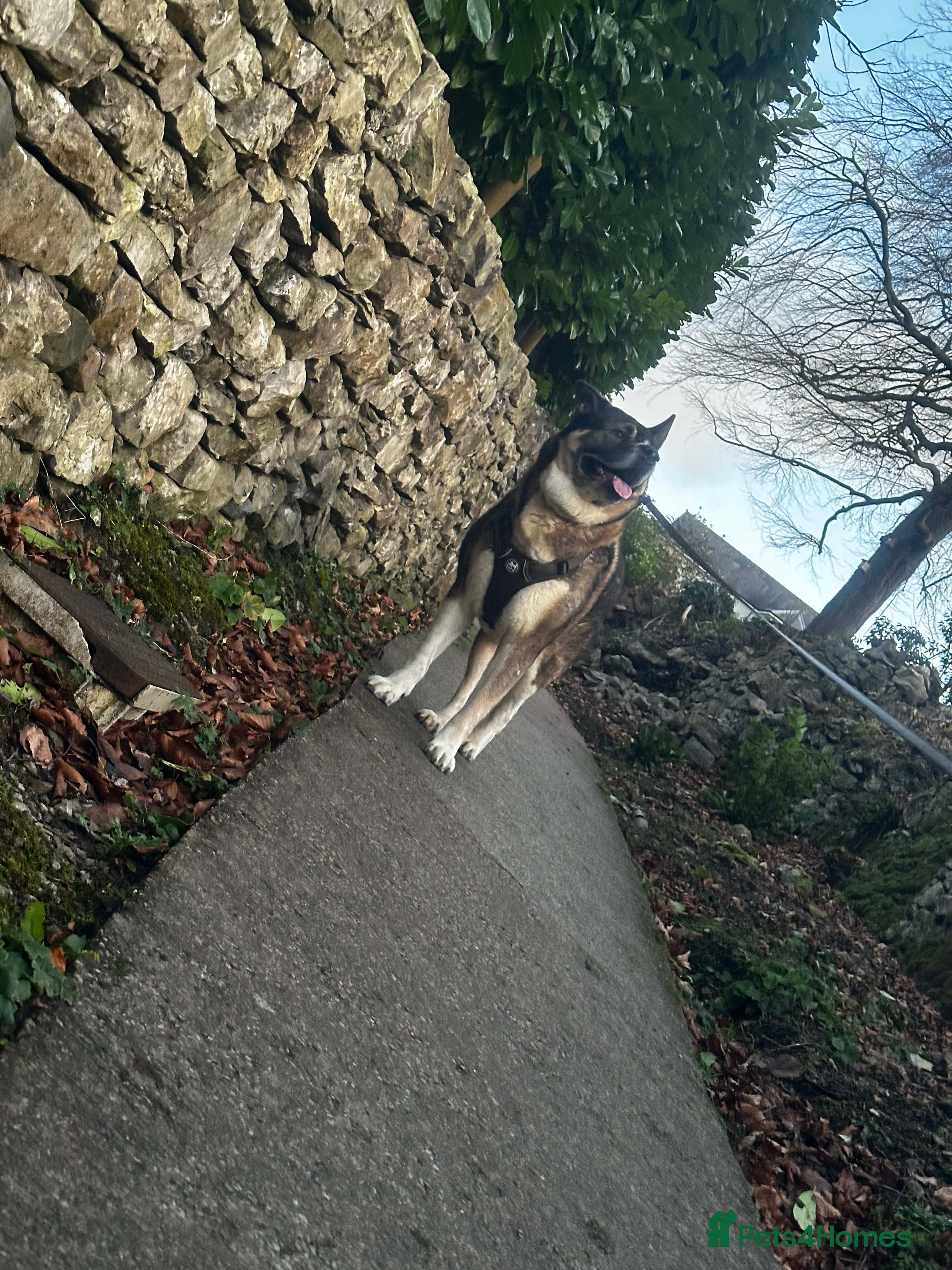 Akita dogs American Akita For STUD - Advert 3