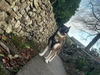 Akita dogs American Akita For STUD - Advert 3