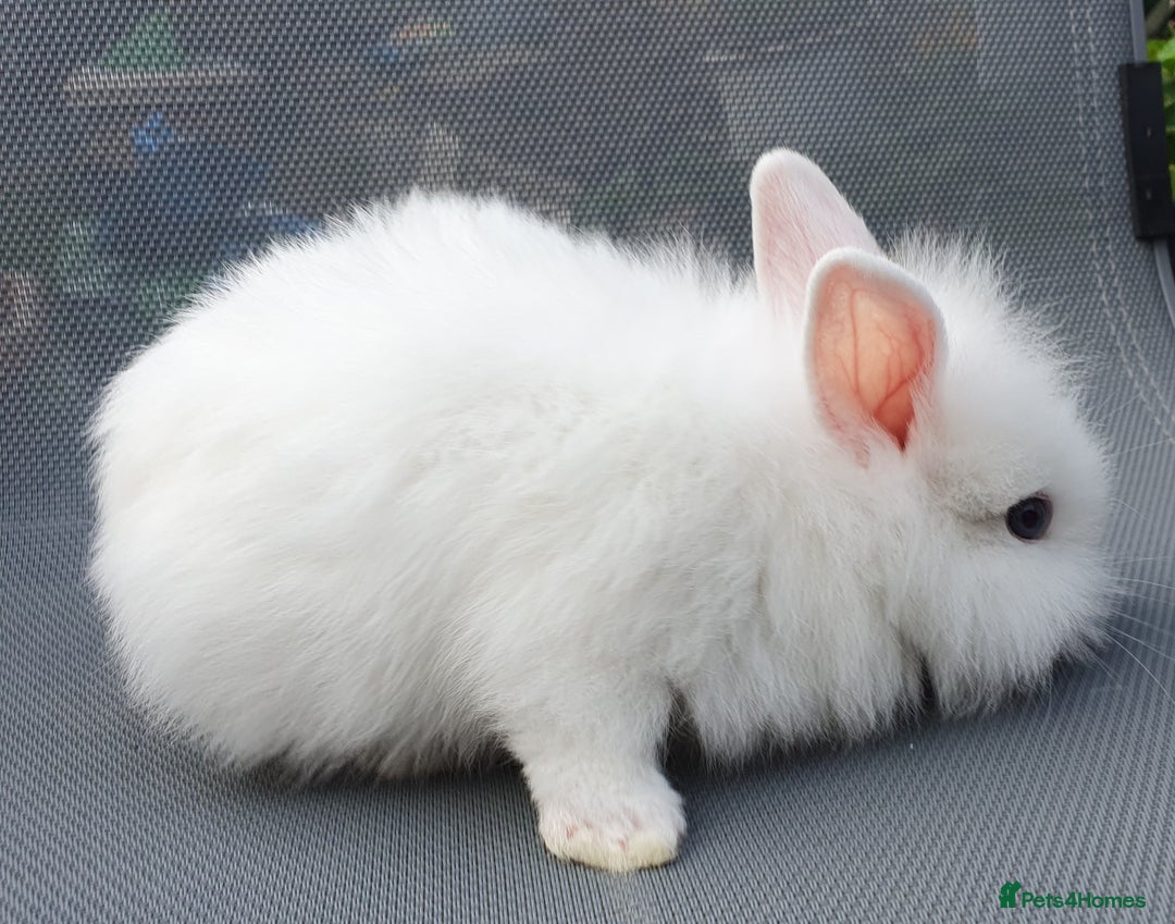 Mini Lop rabbits for sale: Spayed/neutered rabbits Vac RHD2 yurvac - Image 3