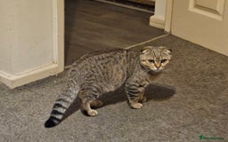 Scottish Fold cats for sale: Full pedigree Scottish Fold kitt(ready to go now)  - Image 11
