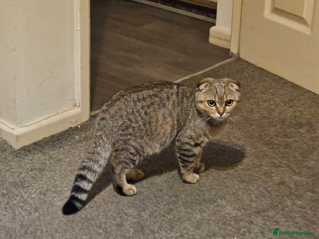 Scottish Fold cats for sale: Full pedigree Scottish Fold kitt(ready to go now)  - Image 11