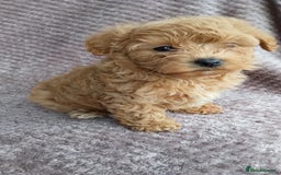Maltipoo dogs for sale: F1 health tested toy (Asian) maltipoos🩷🩷 - Image 10