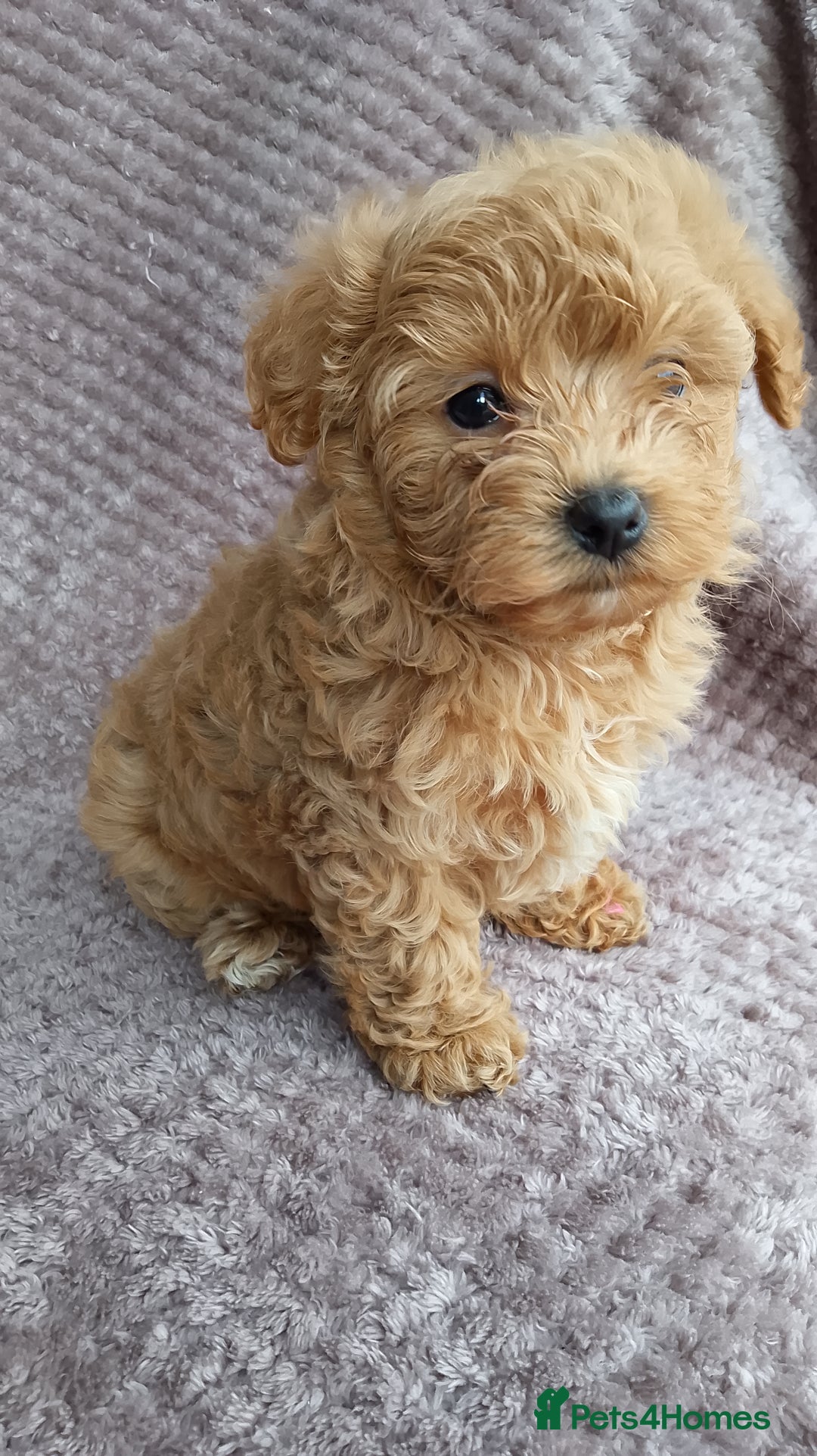 Maltipoo dogs for sale: F1 health tested toy (Asian) maltipoos🩷🩷 - Image 10