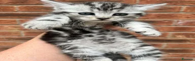 Maine Coon Kitten 3