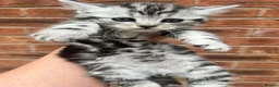 Maine Coon cats for sale: Maine coon x British short hair kittens  - Advert 8