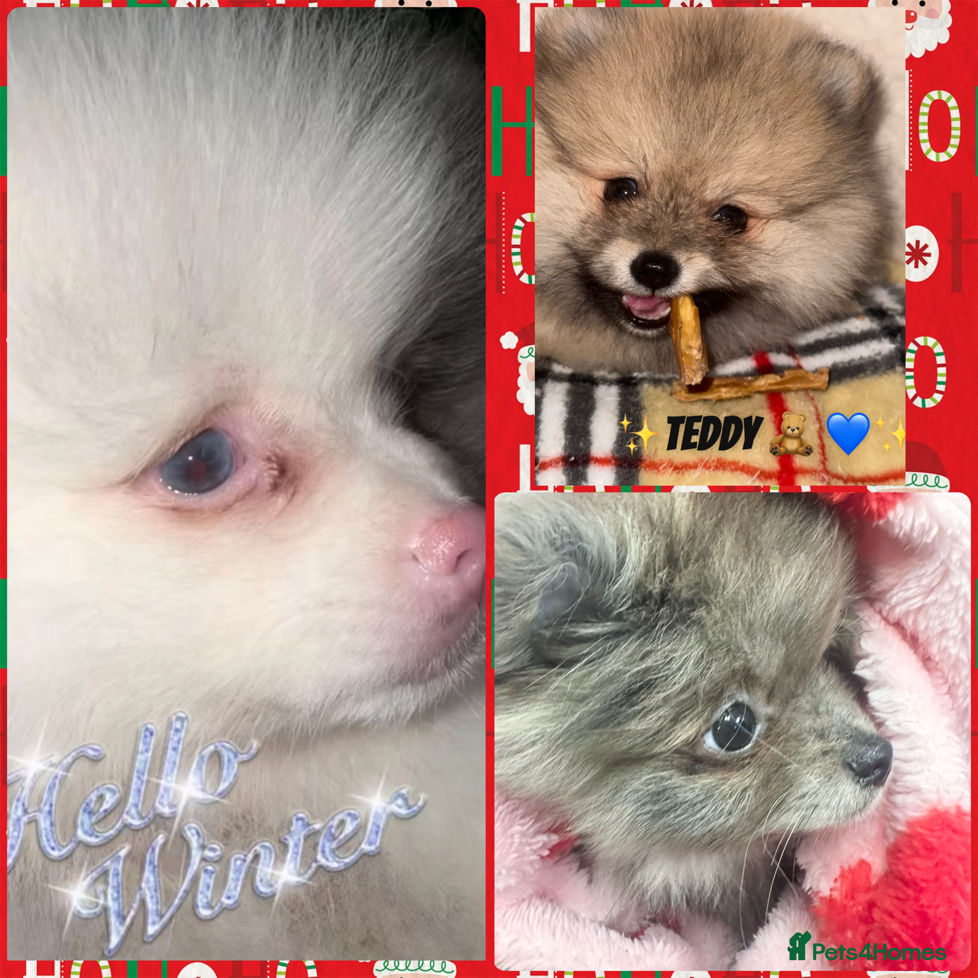 Pomeranian dogs 🏆✨LAST 2🧸SKY🩵BLUE👀 POMS🐶✨ - Advert 1