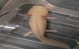 Axolotl reptiles for sale: Multiple Axolotl for Sale - Image 2