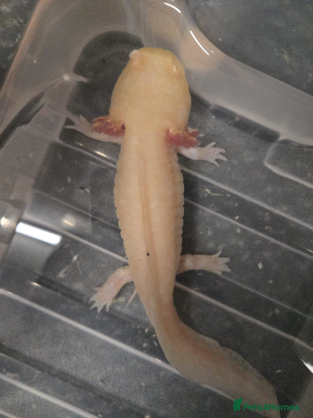 Axolotl reptiles for sale: Multiple Axolotl for Sale - Image 2