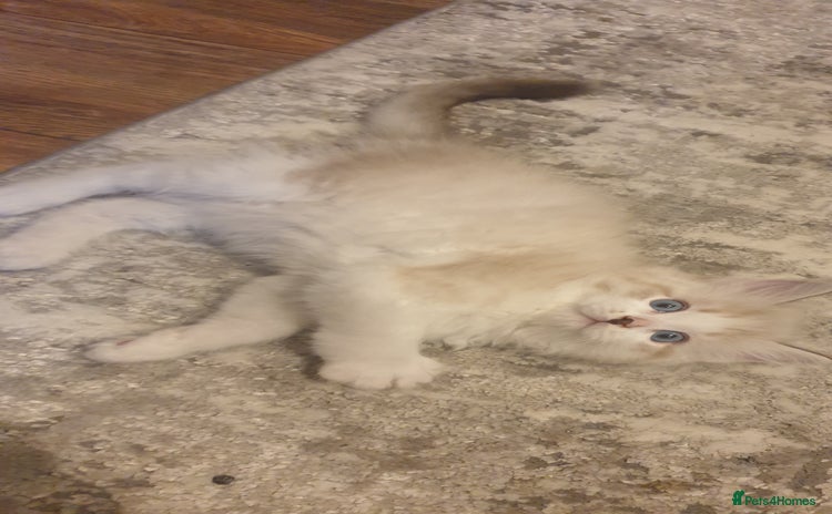 Ragdoll cats - Advert 13